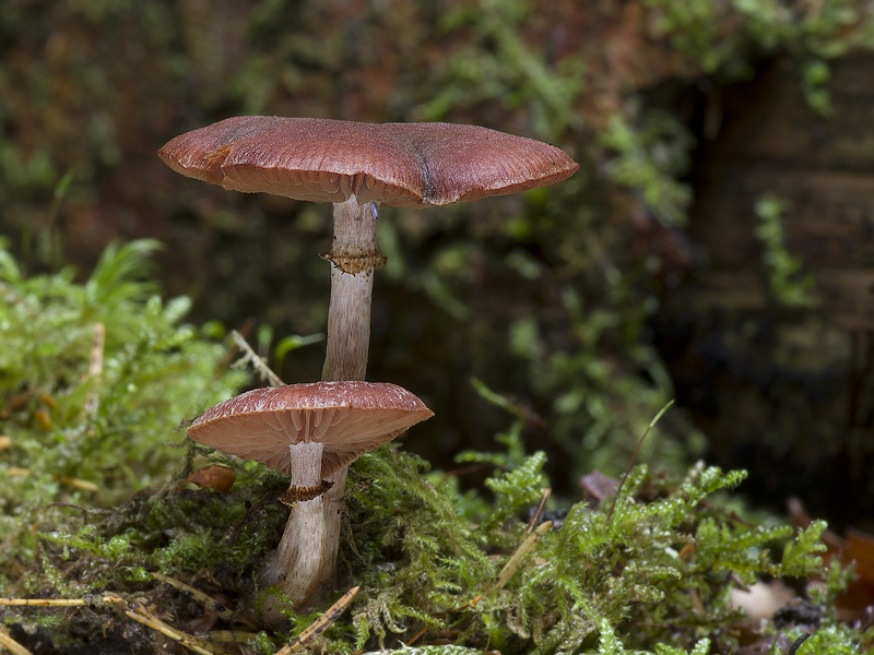 Tubaria confragosa